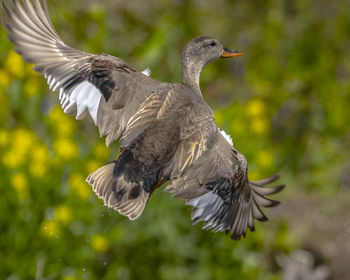 Close-up of bird flying