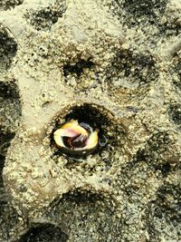 High angle view of crab in sand