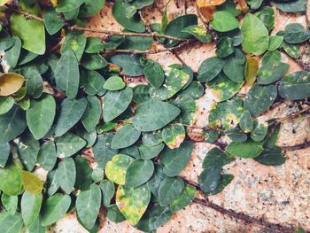 The leaves are used to decorate a beautiful garden.