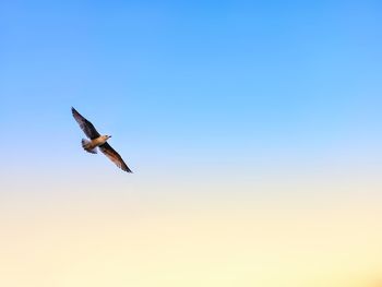 Low angle view of seagull flying in sky