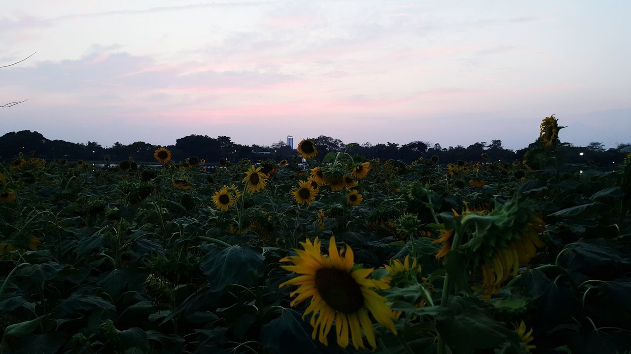 CLOSE-UP OF SUNFLOWERS GROWING IN FIELD