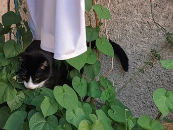 High angle view of cat by plants