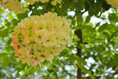 Close-up of yellow flowering plant