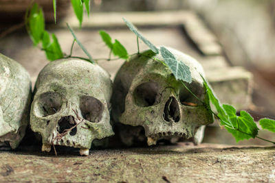 Close-up of human skull