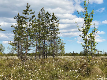 Trees on field against sky