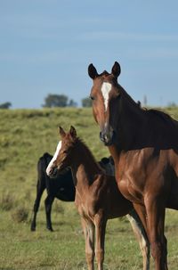 Horses on field against sky