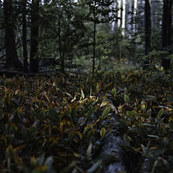 Sunlight falling on leaves in forest