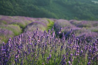 Purple flowers growing on field