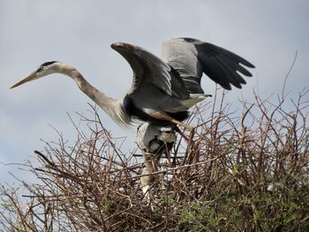 Low angle view of bird flying