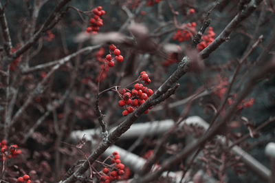 Close-up of red berries growing on tree