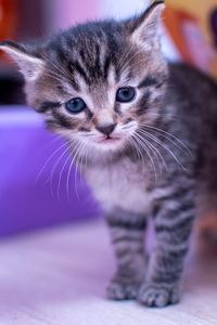 Close-up portrait of tabby kitten