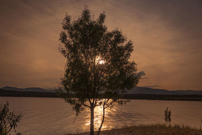 Silhouette tree against orange sky during sunset