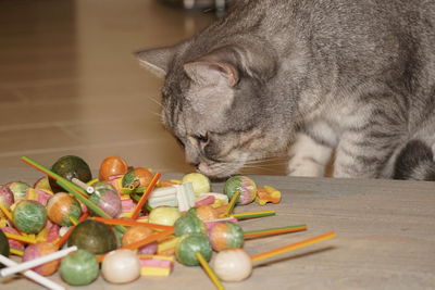 View of a cat with sweets