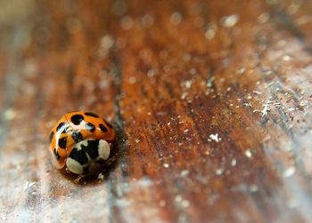 Close-up of insect