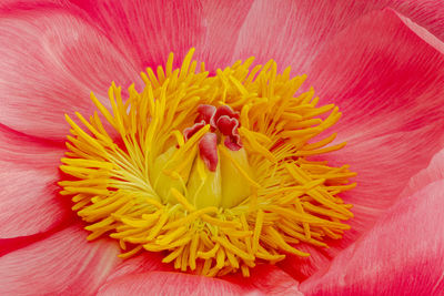 Close-up of pink flower