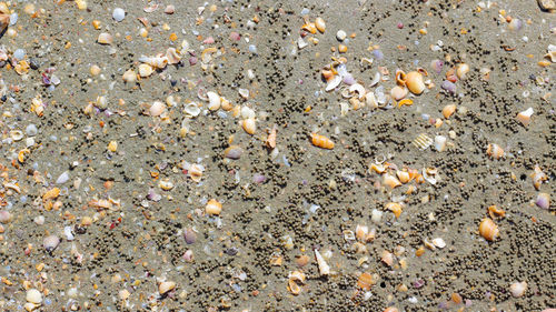 Full frame shot of crab on beach