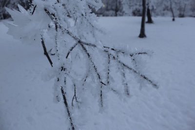 Close-up of frozen plant on snow covered field