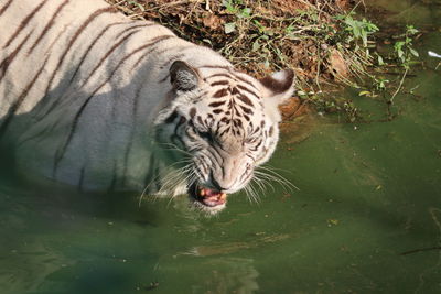Full length of a cat drinking water