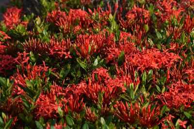 Close-up of red flowers blooming outdoors