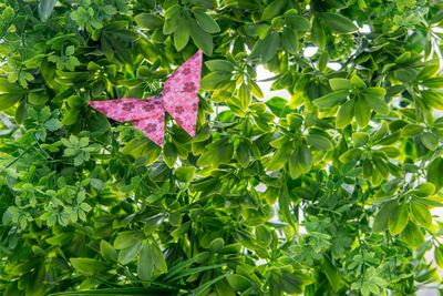 Close-up of pink leaves on tree