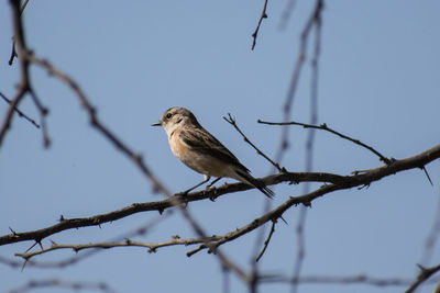 Low angle view of bird perching on branch against sky