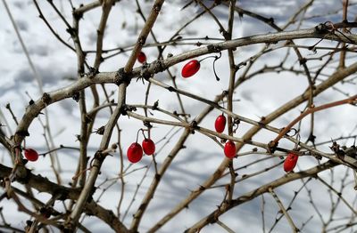 Close-up of red berries on tree