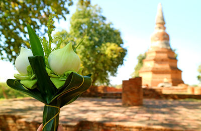 Bouquet of lotus flowers for offering with old pagoda of wat phra ngam temple, ayutthaya, thailand