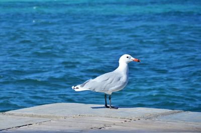 Seagull perching on a sea