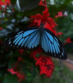 Close-up of butterfly on red flower