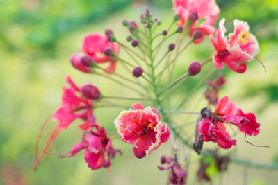 Close-up of flowers against blurred background