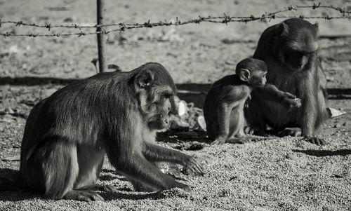Monkeys sitting on field at zoo