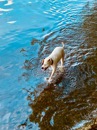 High angle view of dog swimming in lake