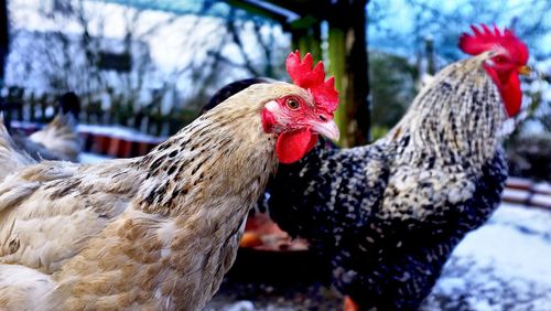 Close-up of rooster on farm