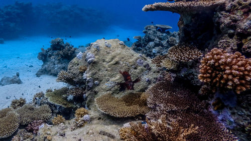 View of fishes swimming in sea