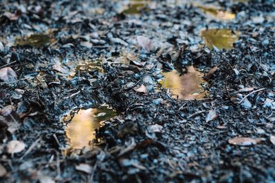 High angle view of leaves on wet street