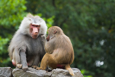 Close-up of monkey