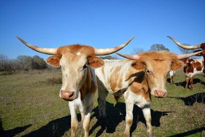 Portrait of cows on field