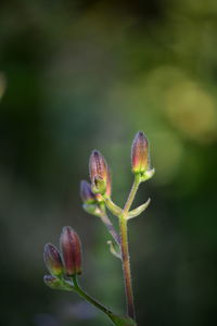 Close-up of purple flower buds