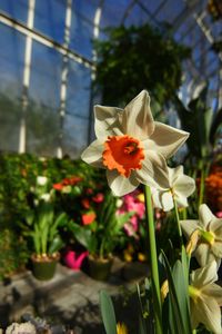 Close-up of flowers blooming outdoors