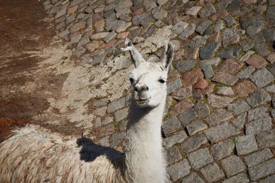 High angle view of lizard on ground