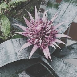 Close-up of pink flowers