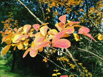 Close-up of orange flowers on tree during autumn