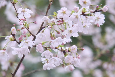 Close-up of cherry blossom