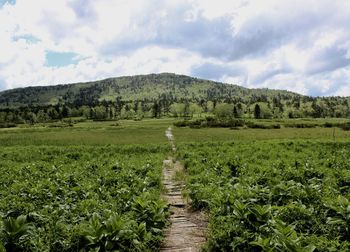 Scenic view of agricultural field against sky