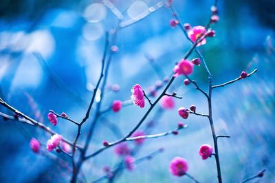 Low angle view of pink flowers on branch