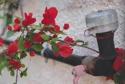 Close-up of red bougainvillea blooming by faucet against wall