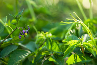 Close-up of butterfly pollinating on plant