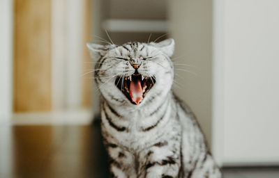 British shorthair cat yawning