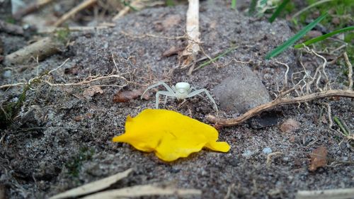 High angle view of white spider by yellow petal on field