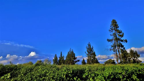Plants growing on landscape against blue sky